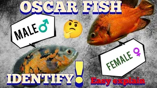 how to identify Oscar fish male female/ full explain  Bengali.