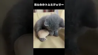 ほんわかトムとジェリー