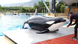 Researching orca skin for welfare markers | Loro Parque Fundación