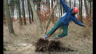 Extrem gefährlich! Hängenden Baum fällen! Nie wieder auf diese Art!