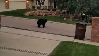 Lad chases a black bear off his truck | CONTENTbible