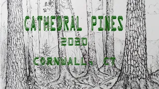 The Cathedral Pines of Cornwall, CT - 2020