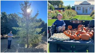 Picking Out BIG Trees & Harvesting Our Pumpkins! 🌲🍂🎃 // Garden Answer