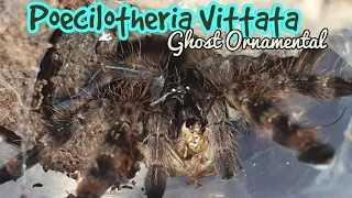 Poecilotheria Vittata Ghost Ornamental ( How I look after them )