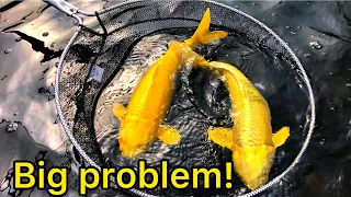 Big Problem With My 2000 Gallon Japanese Koi Pond! Uk koi pond