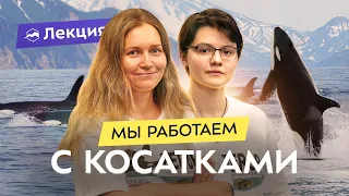 Косатки Авачинского залива: исследования и наблюдения