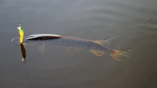 PIKE ON CHINESE VOBLERS! FISHING on early spring spinning #94