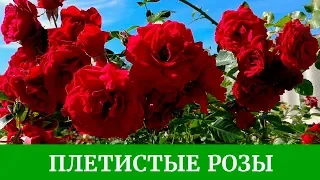 Плетистые розы. Обзор сортов, Полька, Цезарь, Айсберг, Дон Жуан и другие розы