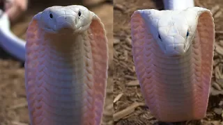 Rarest King Cobra in the world tries to KILL photographer!