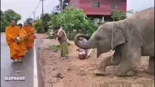 Little Elephant offering alms to Buddhist monks | Kleiner Elefant bietet Mönchen Almosen an