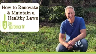 5 Key Steps to Renovate & Maintain a Healthy Lawn