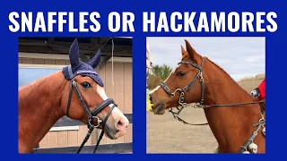 How To Choose The Right Bit For Your Horse - Snaffles And Hackamores