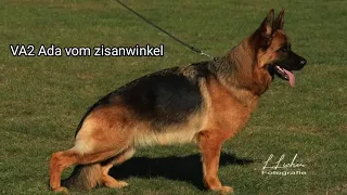 #VA2 Ada vom zisanwinkel #bszs2023 Short Hair Open Class #germanshepher #gsd #worldchampionship #dog