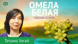 Омела белая. Травничество. Татьяна Хегай