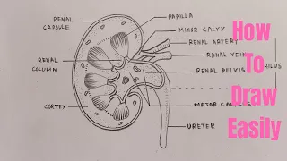 How to draw diagram of kidney easily - step by step