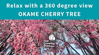 Relax with the Flowering Blossoms of the Okame Cherry Tree in 360 Degrees