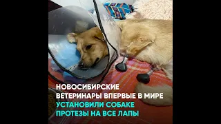 Новосибирские ветеринары впервые в мире установили собаке протезы на все лапы