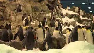 Penguin Planet Loro Parque, Tenerife