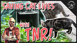 TNR Explained: Saving the Lives of Street Cats