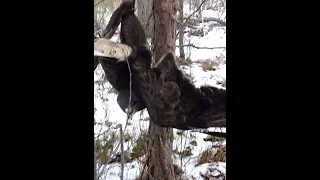 Проверка капканов на куницу. Кто стащил мясо?