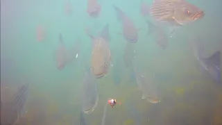 AWESOME Underwater Fishing Footage - Striped Bass Everywhere!