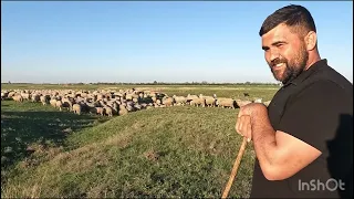 900 OI MERINOS DE PALAS A LUI CONSTANTIN CRISTIAN .RUGBIST  DE PERFORMANȚĂ.DIN MARINESTI.VRANCEA..