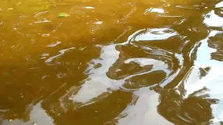 Закрытие купального сезона 🌿 с Тулиновка Тамбовская область 🏡🌲🌿