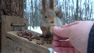 Копия Копии и другая белка / A copy of Copy and another squirrel