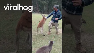 Kangaroo Has An Attitude || ViralHog