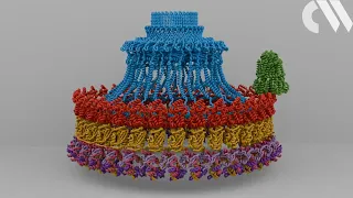 The molecular machinery that keeps bacteria on course