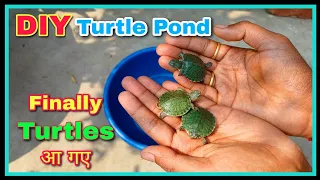 Finally मेरे Turtles आ गए 😍😍 || देसी DIY Turtle Pond