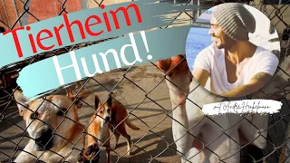 Achtung Tierheimhund! Auf diese 3 Dinge musst du achten! Profi-Tipps!