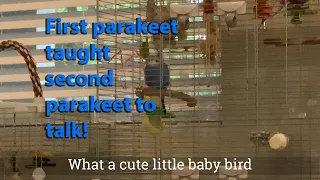 Pixel the parakeet TALKS!! (English, captioned)