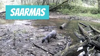 Saarmas (Lutra lutra; Eurasian otter)