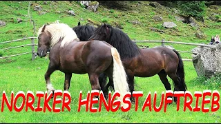 Noriker Hengstauftrieb 2021 - Kirchberg Tirol Aschau