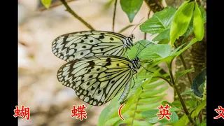 兩只蝴蝶(中、英文版)