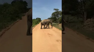 Sri Lankan ELEPHANT crossing the safari road