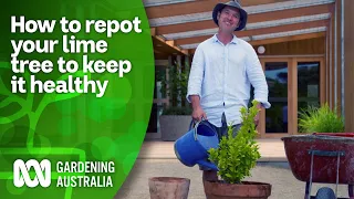 How and when to repot lime | CITRUS | Gardening Australia