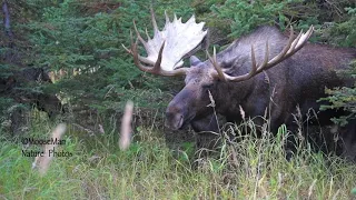 Awesome Bull Moose Part II: Chasing the Girls | MooseMan Video Photography Calendar