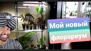 Мой новый флорариум