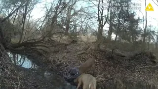 Егерь парка в Канзасе метким выстрелом отстрелил рог у сцепившихся оленей