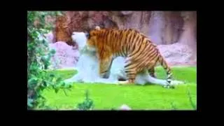 White Tiger and Bengal Tiger - Loro Parque - Tenerife [Full HD]