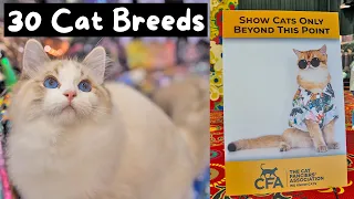 Meet Every Cat Breed at the Largest Cat Show in the World (CFA International 2023) | The Cat Butler