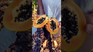 Brazilian papaya - smaller, tastier, sweeter. #papaya #fruit #fruitlovers #fruitcutting #garden