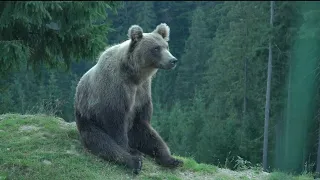 Unbelievable Bear Attacks And Interactions Caught On Camera