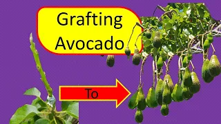 Grafting Avocado (using household tools), best results. Make your old tree produce better quality.