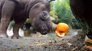 Hungry Rhinos Squish And Eat Halloween Pumpkins