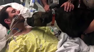 Dog visits dying owner in hospital to give heartbreaking goodbye لكلبة تودّع صاحبها على فراش الموت)
