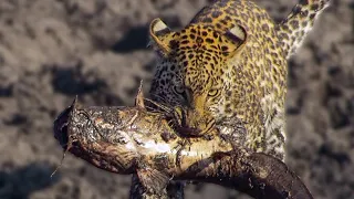 Хищники в деле, Леопард - охотник одиночка. Самые эпичные битвы диких животных за "5 минут"