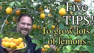 5 Tips How to Grow a Ton of Lemons on One Tree